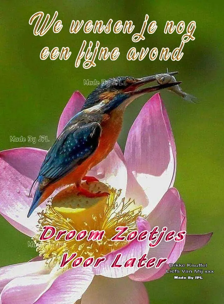 Een ijsvogel zit op een lotus met een visje in zijn snavel. Tekst op de afbeelding.