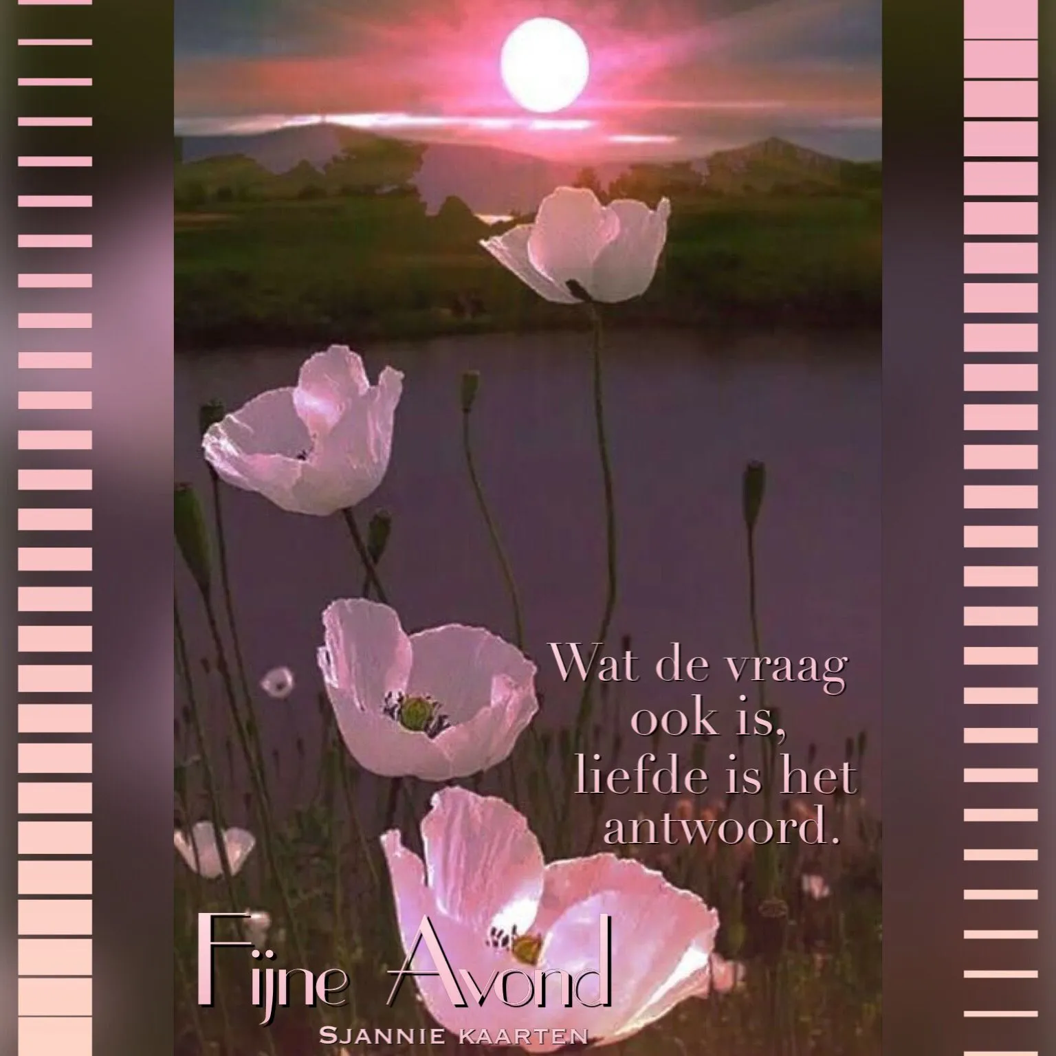 Zachte bloemen bij zonsondergang met inspirerende tekst. Fijne avond gewenst.