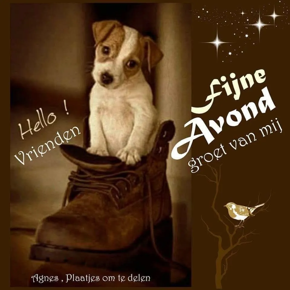 Een schattige puppy zit in een laars met de tekst "Fijne Avond."