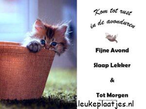 fijne avond tot morgen