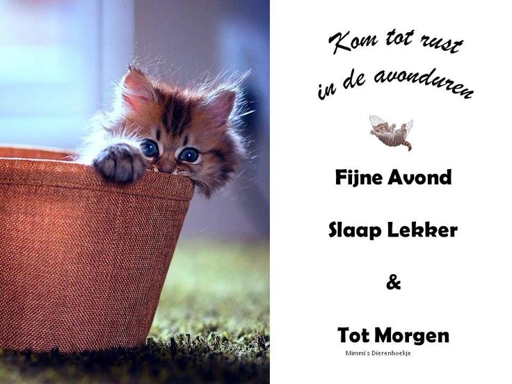 ᐅ fijne avond tot morgen - Fijne avond plaatjes ᐅ fijne avond tot morgen - Fijne avond plaatjes