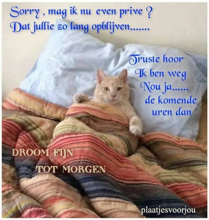 ᐅ fijne avond tot morgen - Fijne avond plaatjes Een kat ligt onder een dekbed en kijkt recht in de camera.