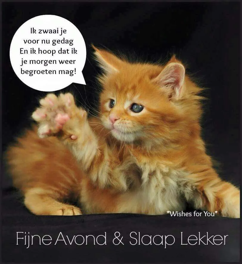 ᐅ fijne avond tot morgen - Fijne avond plaatjes Een schattige oranje kat zwaait en wenst een fijne avond en goede nacht.