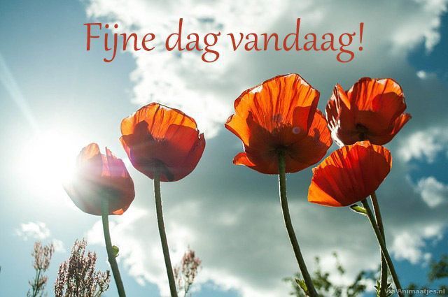 Vier rode bloemen met de tekst "Fijne dag vandaag!" op een zonnige achtergrond.
