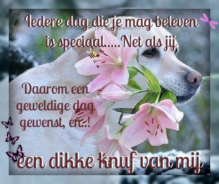 ᐅ fijne dag gewenst - Fijne Dag plaatjes Een witte hond met bloemen, met een inspirerende tekst over elke speciale dag.