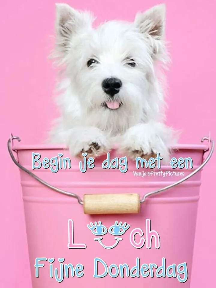 ᐅ fijne dag gewenst - Fijne Dag plaatjes Een witte hond in een roze emmer met vrolijke tekst eromheen.