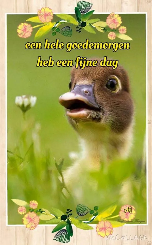 ᐅ fijne dag gewenst - Fijne Dag plaatjes Kleine vogel met open snavel, omringd door bloemen en de tekst 'Een hele goedemorgen'.