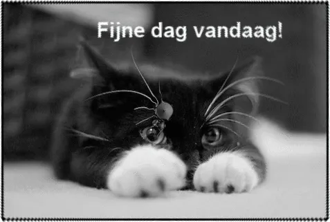 ᐅ fijne dag gewenst - Fijne Dag plaatjes Zwart-witte kat ligt plat met grote ogen en een wens voor een fijne dag.