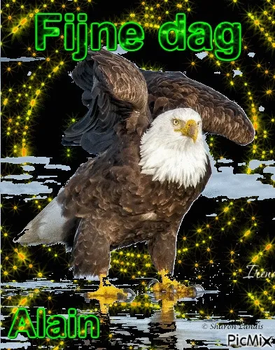 Een zeearend met spreidende vleugels, omgeven door sprankelende sterren en tekst.