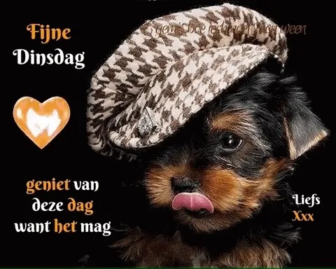 Een schattige puppy met een hoed, omringd door positieve teksten.