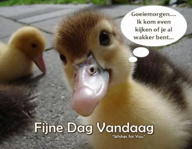 ᐅ fijne dag grappig - Fijne Dag plaatjes Een schattig kuikentje zegt "Goeiemorgen" op een zonnige dag.