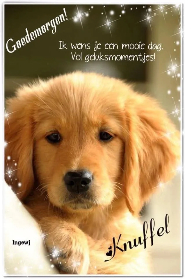 ᐅ fijne dag grappig - Fijne Dag plaatjes Gouden puppy met een wens voor een mooie dag en gelukkige momenten.