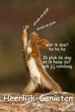 ᐅ fijne dag grappig - Fijne Dag plaatjes Eekhoorn reikt omhoog met tekstballonnen over genieten en plukken van de dag.