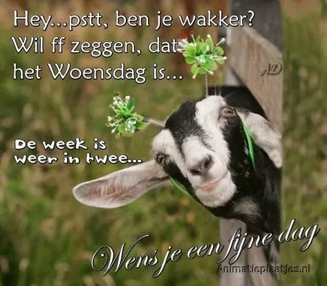 ᐅ fijne dag grappig - Fijne Dag plaatjes Een geit met bloemen en een tekst over woensdag en een fijne dag wensen.