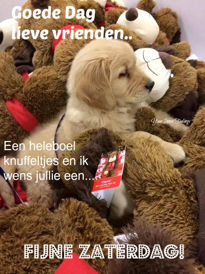 ᐅ fijne dag grappig - Fijne Dag plaatjes Een schattige puppy ligt tussen grote knuffelbeertjes. Tekst over een fijne zaterdag.