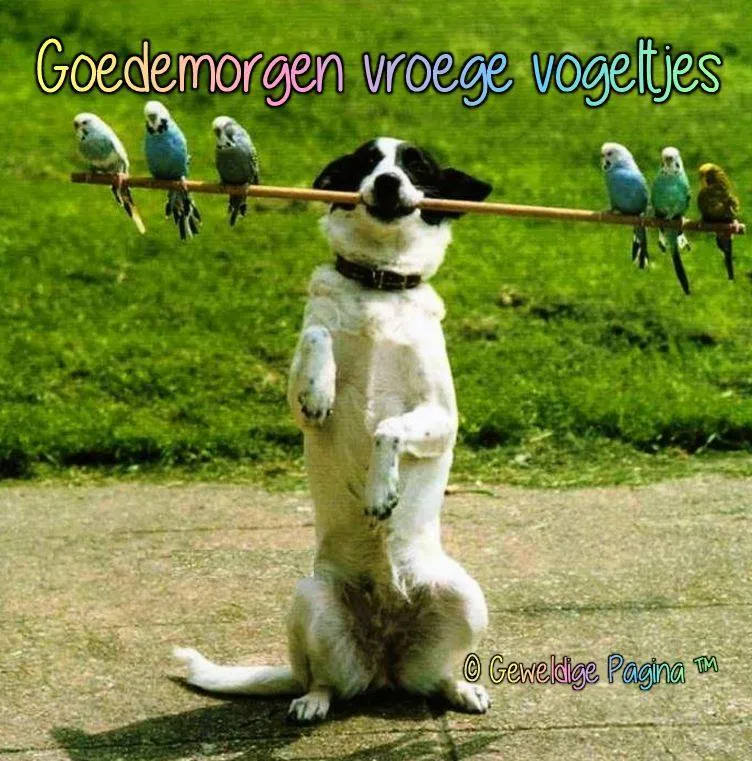 ᐅ fijne dag grappig - Fijne Dag plaatjes Een hond staat op zijn achterpoten met vogels op een stok in zijn bek.