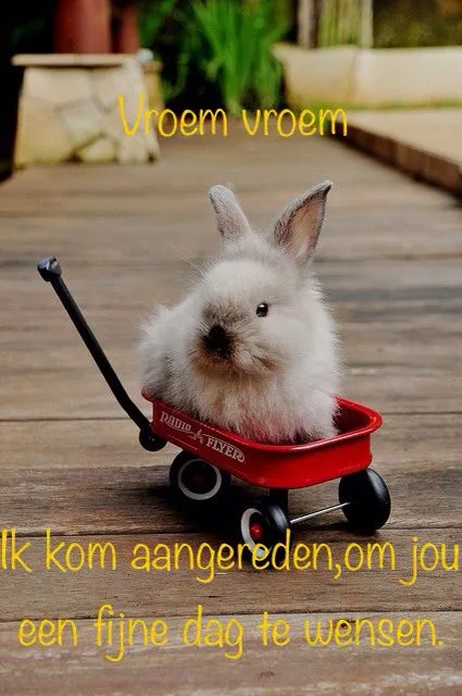 ᐅ fijne dag grappig - Fijne Dag plaatjes Een schattig konijn in een rode kar op een houten vloer.