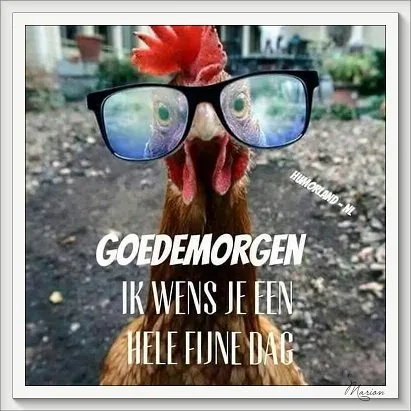 ᐅ fijne dag grappig - Fijne Dag plaatjes Kip met grote bril staat voor teksten "Goedemorgen" en "Ik wens je een hele fijne dag."
