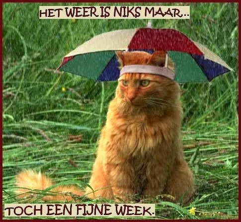 ᐅ fijne dag grappig - Fijne Dag plaatjes Een oranje kat met een parasol zit in het gras. Tekst verwelkomt de nieuwe week.