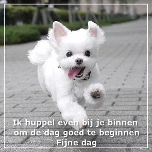 ᐅ fijne dag grappig - Fijne Dag plaatjes Een vrolijke witte hond rent op een stenen pad in de buitenlucht.