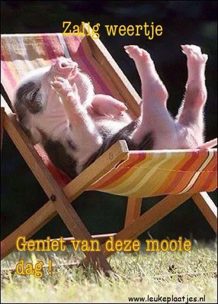 Een varkentje ontspant in een ligstoel onder de zon.