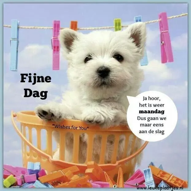 Een schattige puppy in een mand gevuld met kleurrijke wasknijpers.