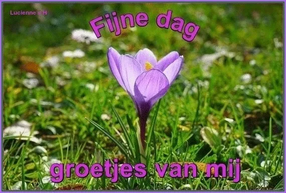 Een paarse krokus op gras met de tekst "Fijne dag, groetjes van mij".