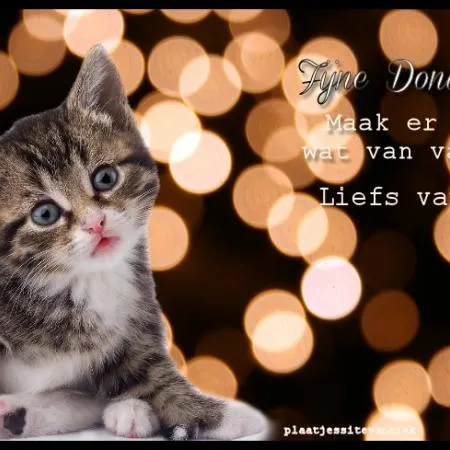 Schattige kitten met fonkelende lichten op de achtergrond. Tekst ernaast.