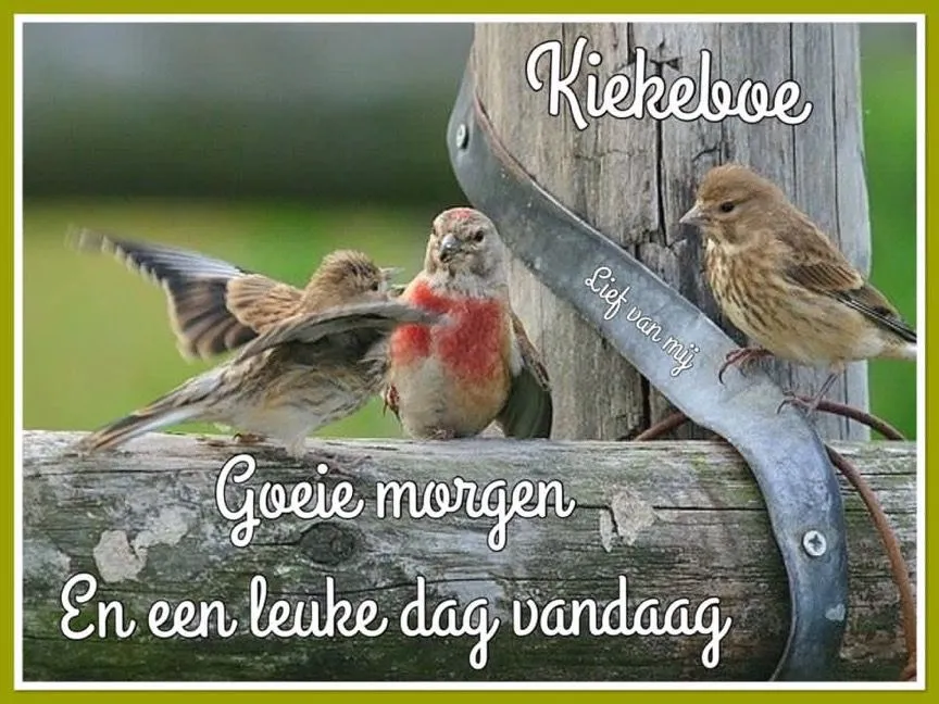 Drie vogels zitten op een houten paal met de tekst "Goeie morgen".