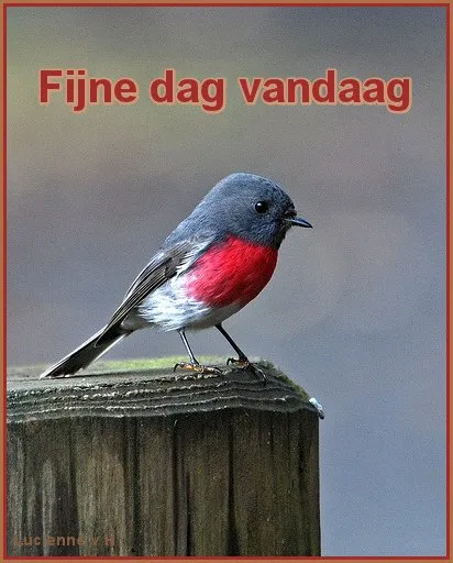 Kleine vogel met grijze kop en roze borst zittend op een houten paal.