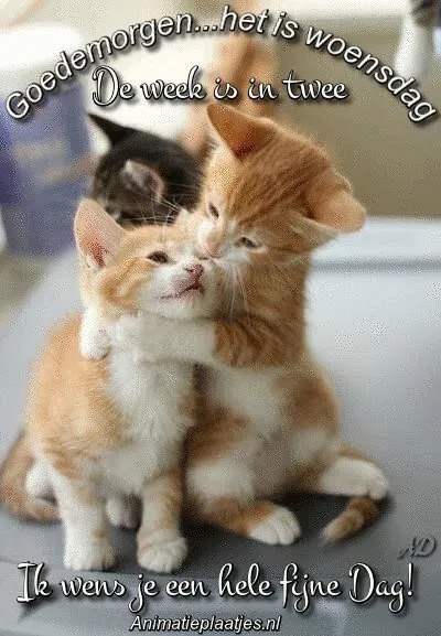 Twee schattige kittens spelen en knuffelen met elkaar op een lichte achtergrond.