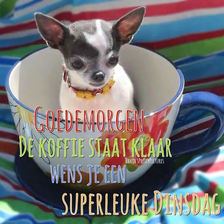 ᐅ fijne dinsdag - Dinsdag plaatjes