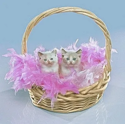 ᐅ fijne dinsdag gif - Dinsdag plaatjes ᐅ fijne dinsdag gif - Dinsdag plaatjes