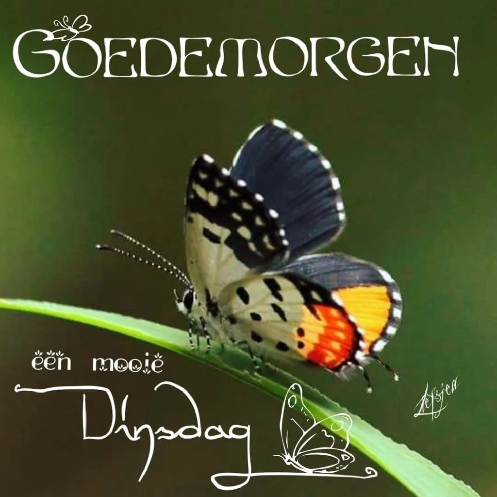 ᐅ fijne dinsdag wensen - Dinsdag plaatjes ᐅ fijne dinsdag wensen - Dinsdag plaatjes