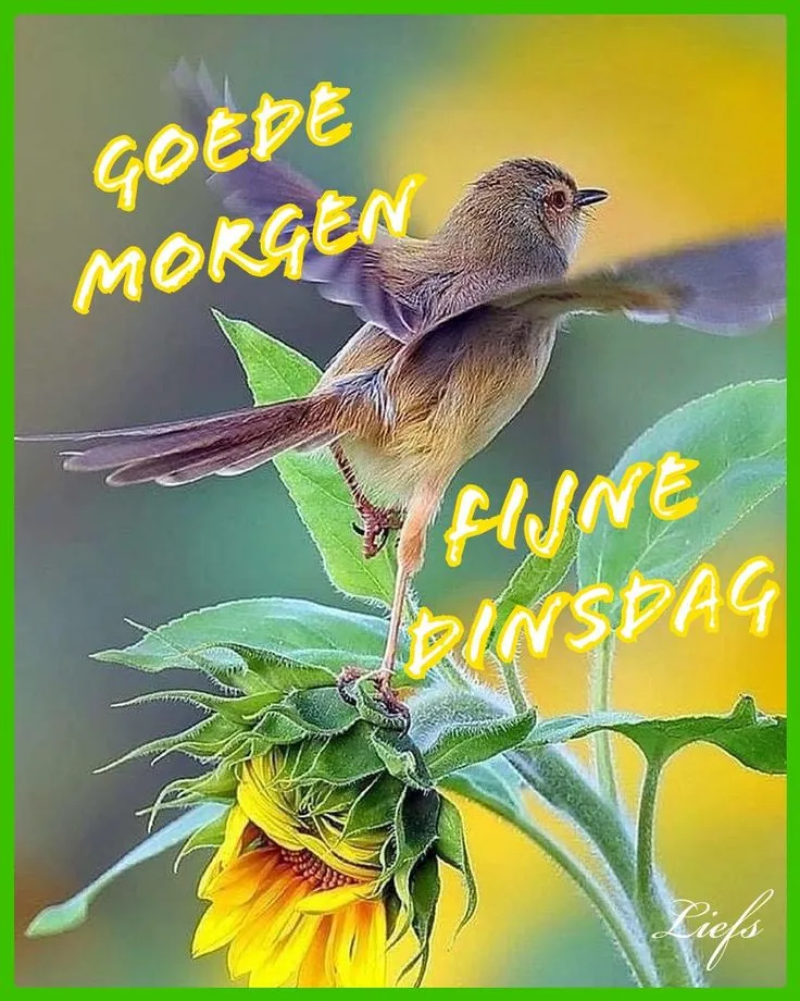 ᐅ fijne dinsdag wensen - Dinsdag plaatjes ᐅ fijne dinsdag wensen - Dinsdag plaatjes