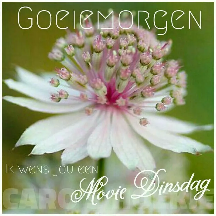 ᐅ fijne dinsdag wensen - Dinsdag plaatjes ᐅ fijne dinsdag wensen - Dinsdag plaatjes