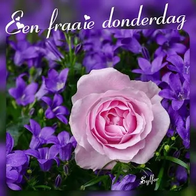 ᐅ fijne dinsdag winter - Dinsdag plaatjes