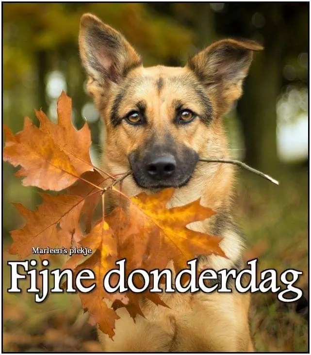 ᐅ fijne donderdag herfst - Donderdag plaatjes