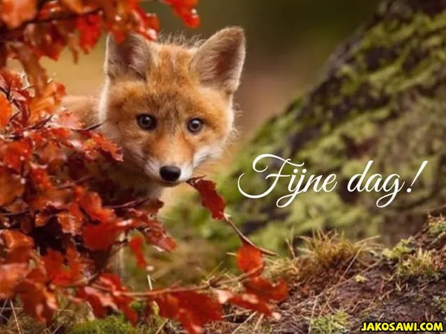 ᐅ fijne donderdag herfst - Donderdag plaatjes