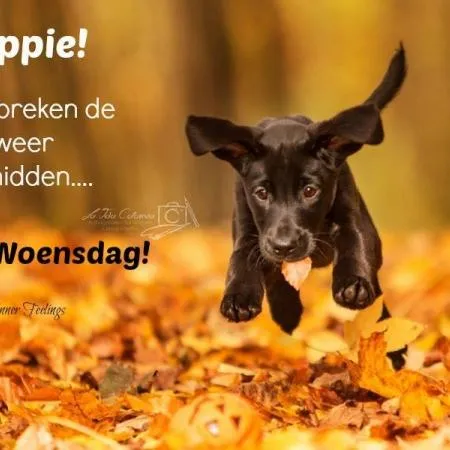 ᐅ fijne donderdag herfst - Donderdag plaatjes