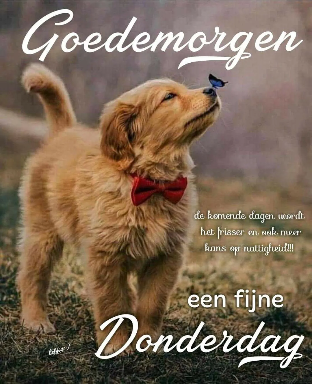 ᐅ fijne donderdag humor - Donderdag plaatjes