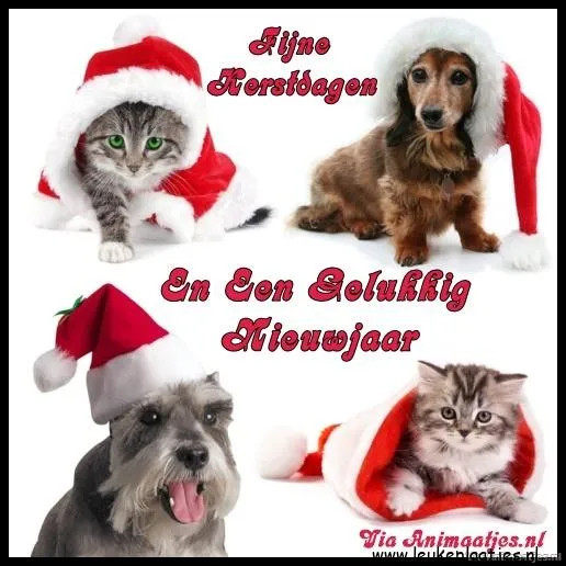 Huisdieren in feestelijke kersthoeden met de tekst: "Fijne Kerstdagen en een Gelukkig Nieuwjaar."