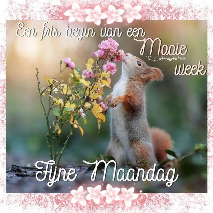 ᐅ fijne maandag bloemen - Maandag plaatjes ᐅ fijne maandag bloemen - Maandag plaatjes