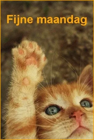 ᐅ fijne maandag gif - Maandag plaatjes ᐅ fijne maandag gif - Maandag plaatjes