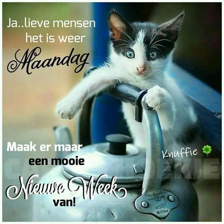 ᐅ fijne maandag grappig - Maandag plaatjes ᐅ fijne maandag grappig - Maandag plaatjes