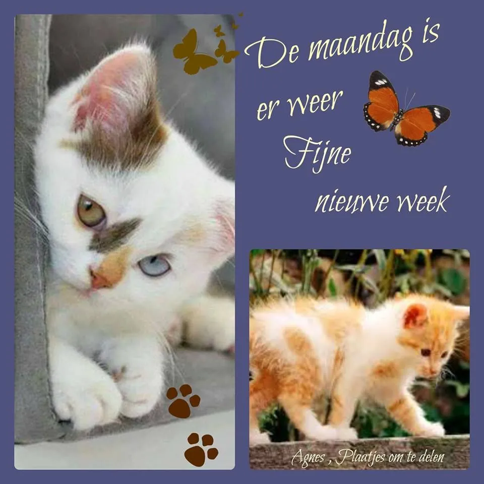 ᐅ fijne maandag grappig - Maandag plaatjes ᐅ fijne maandag grappig - Maandag plaatjes