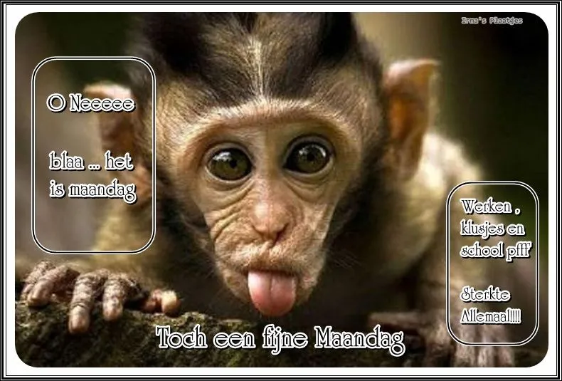 ᐅ fijne maandag grappig - Maandag plaatjes ᐅ fijne maandag grappig - Maandag plaatjes