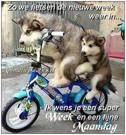 ᐅ fijne maandag nieuwe week - Fijne week plaatjes Twee schattige honden zitten samen op een fiets voor een vrolijke boodschap.
