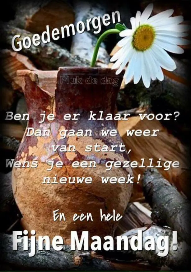 ᐅ fijne maandag nieuwe week - Fijne week plaatjes Een bloeiende madeliefje in een vaas met de tekst "Goedemorgen" en "Fijne Maandag".