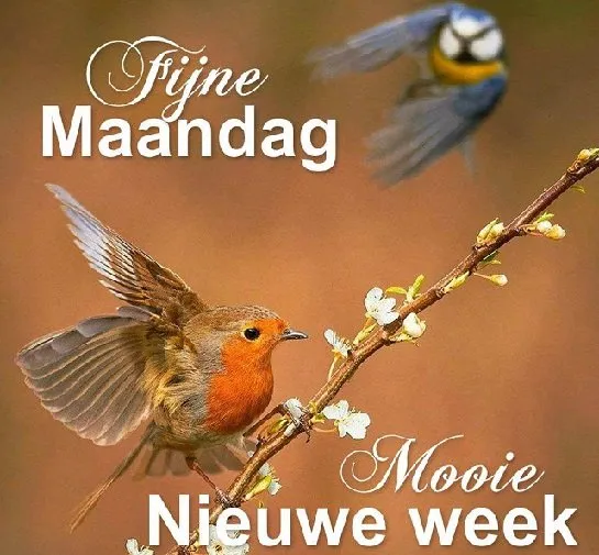 ᐅ fijne maandag nieuwe week - Fijne week plaatjes Vogels fladderen tussen bloeiende takken, met de tekst "Fijne Maandag" en "Mooie nieuwe week".